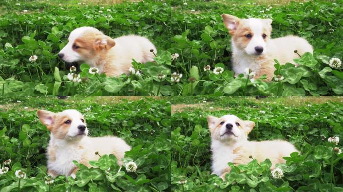 春天草地草地上可爱的小狗柯基犬