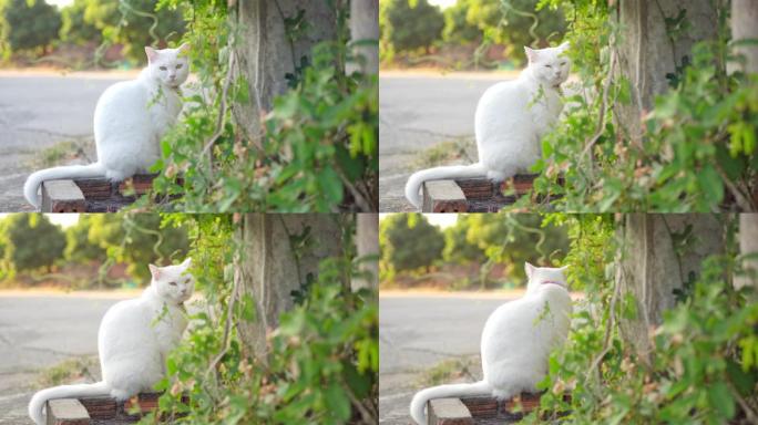 公园里害羞的白猫猫咪小猫视频素材
