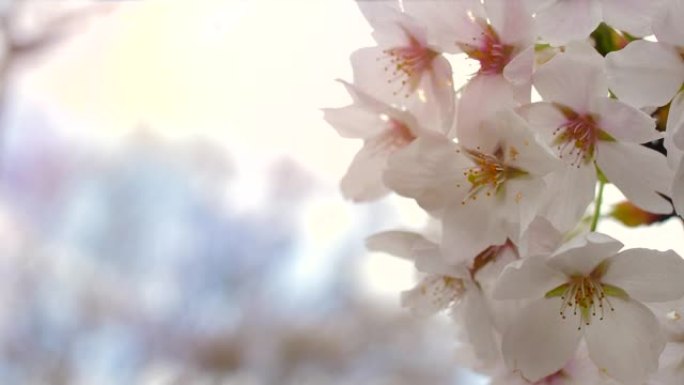 日本樱花盛开白色花蕊