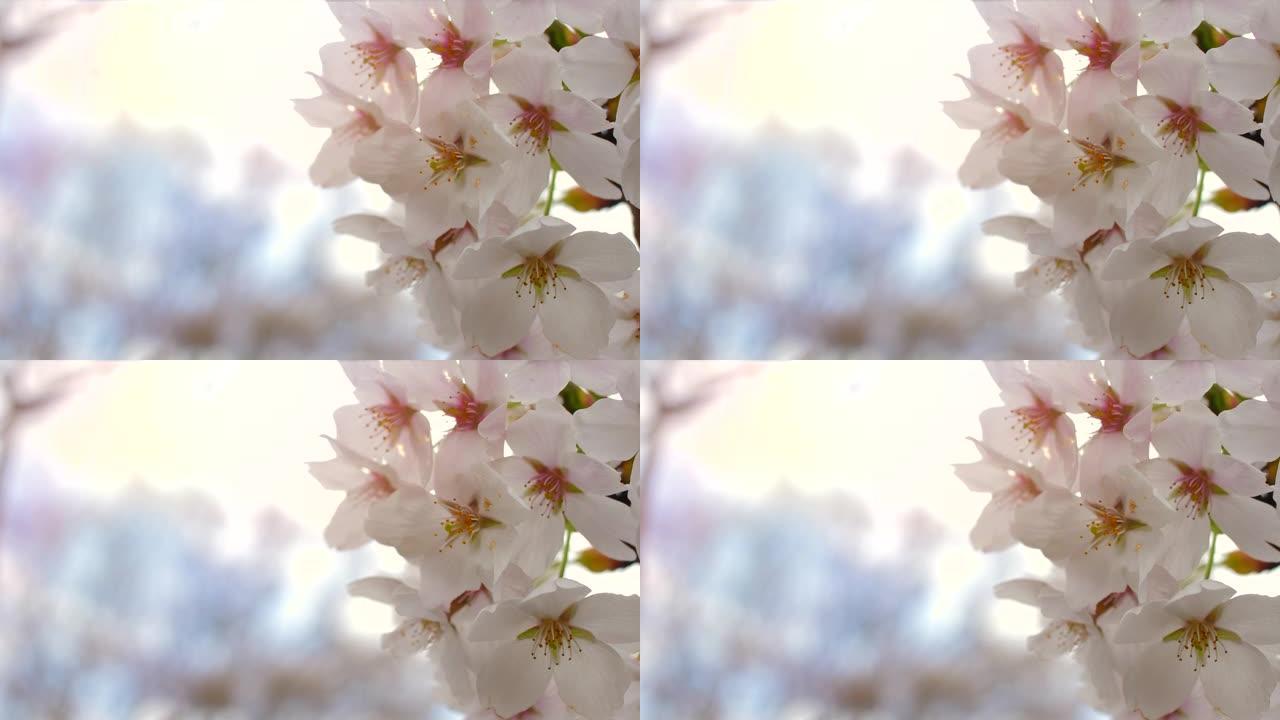 日本樱花盛开白色花蕊