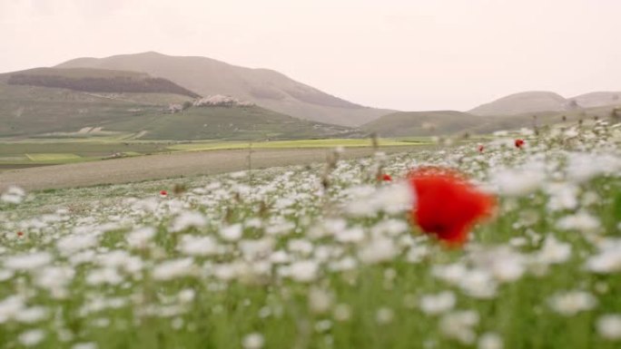 WS野花在微风中摇曳在田园诗般的山谷，翁布里亚，意大利