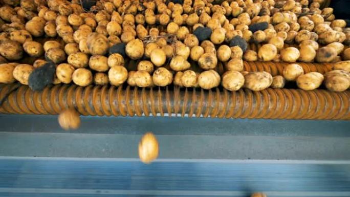 黄色土豆在拖拉机输送机上旋转，特写。