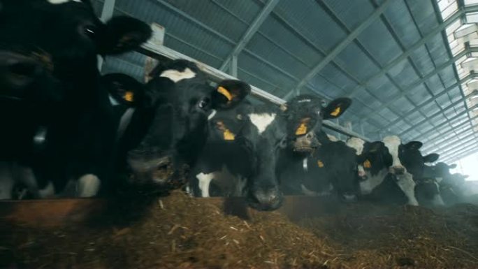 许多奶牛在牛棚里，特写。