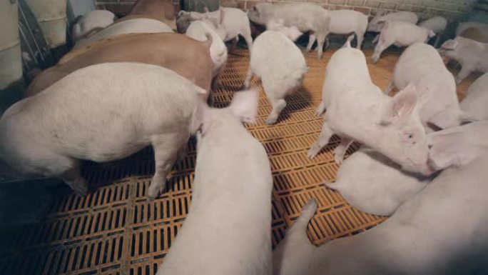 拥有许多猪的现代化养猪场。猪舍里有幼猪沙沙作响