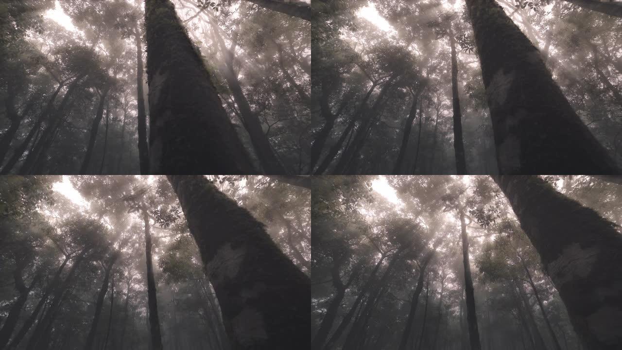 热带雨林树木，云的诞生