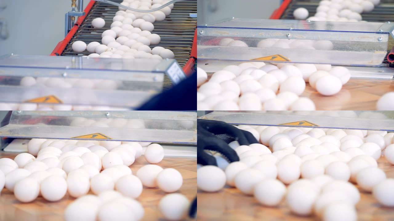 鸡蛋运输过程在家禽的传送带上向下。家禽养殖场工业生产线。