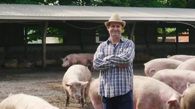 一位农夫小心翼翼地以生物方式饲养他的猪，只吃天然的东西，让它们生活在宽阔的绿地里。