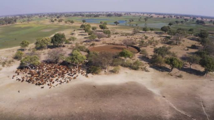 博茨瓦纳奥卡万戈三角洲，一大群牛被释放出防护罩，晚上睡觉以再次保护它们的掠食者