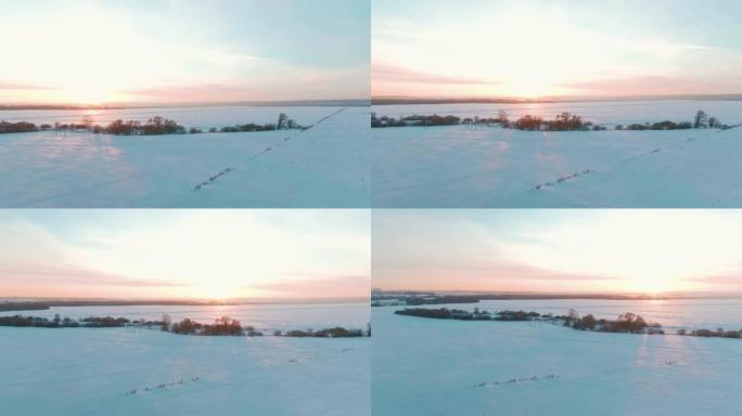 4k鸟瞰图白雪覆盖的树木河无人机镜头风景冬季自然美丽晴天