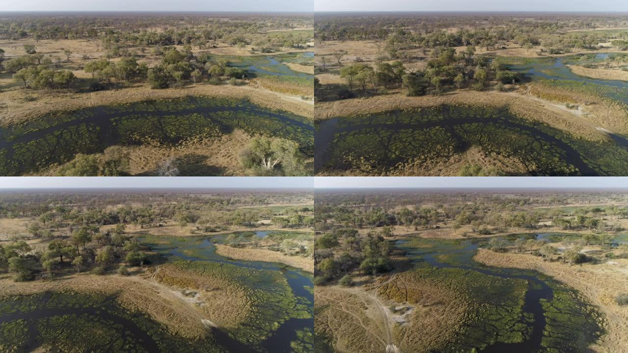 在奥卡万戈三角洲的水道和泻湖中喝酒的大象的高空平移视图