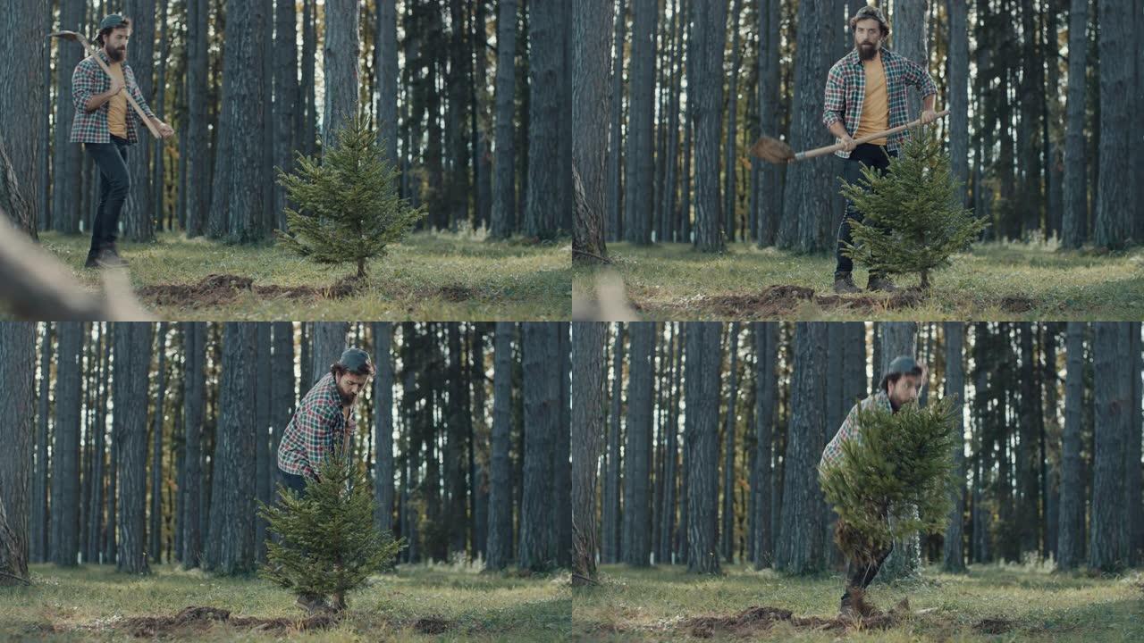 男子从公园偷一棵树