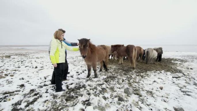 MS夫妇在冰岛的远处雪原中抚摸野生冰岛马