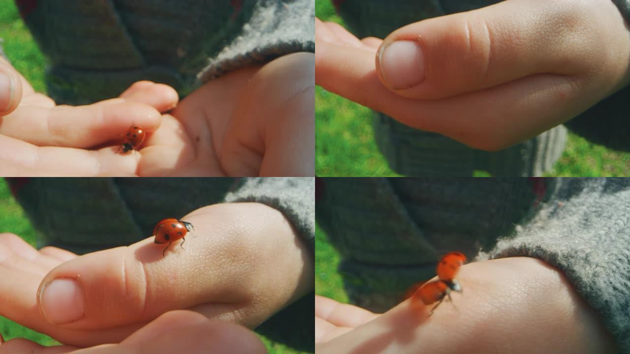 可爱的小女孩检查她手中的一只女虫的真实宏观照片