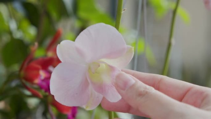 家庭花园中粉红色兰花花的4k镜头