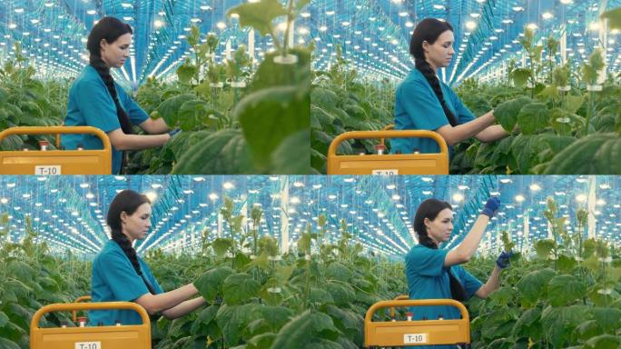 女人在温室里工作，检查黄瓜。