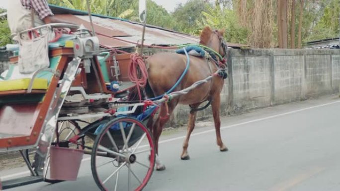兰邦出租的马。泰国。