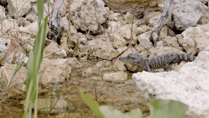 美国佛罗里达州大沼泽地国家公园，小鳄鱼在岩石上行走