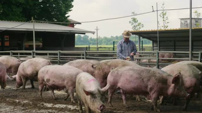 一位农民小心翼翼地以生物学的方式养猪，只吃自然的东西，让它们生活在广阔的绿地中