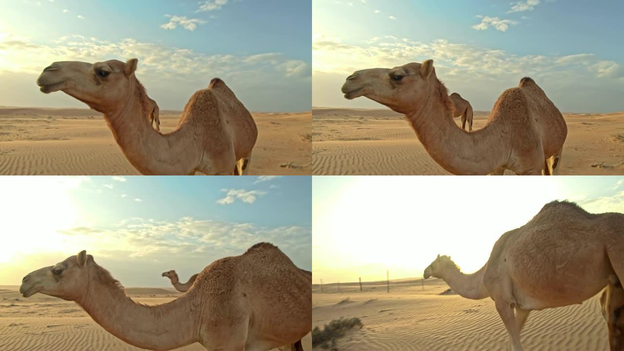 WS沙漠中的两只骆驼