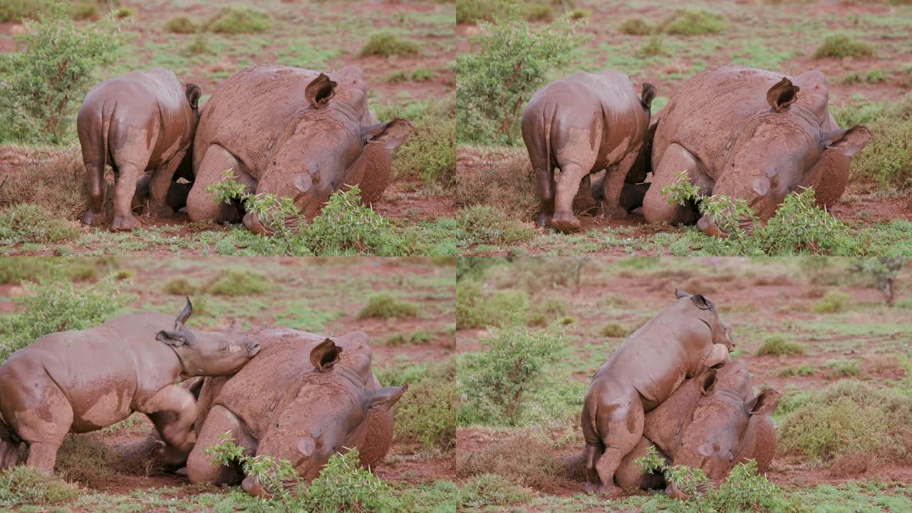 4k特写镜头，一只可爱的小白犀牛试图从其母亲身上吸吮，然后爬上她的头顶