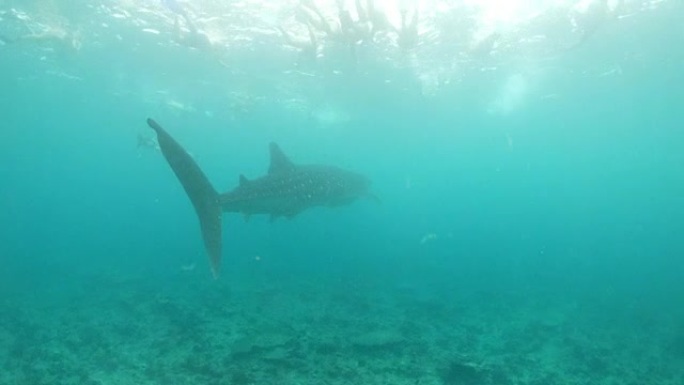 女士浮潜者在马尔代夫热带海洋的鲸鲨上方游泳