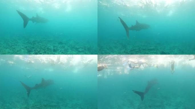 女士浮潜者在马尔代夫热带海洋的鲸鲨上方游泳