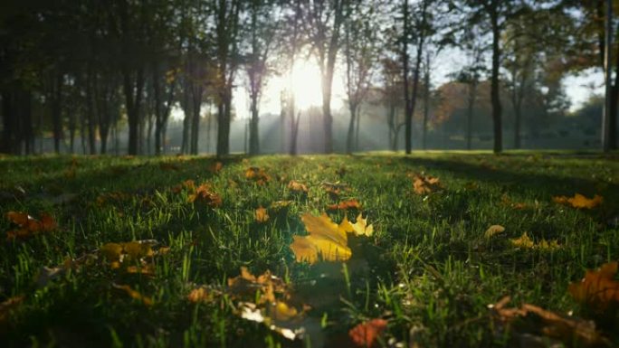 日出时的秋季公园。明亮的阳光穿过公园的树木。修剪过的草和一些黄色的叶子。UHD