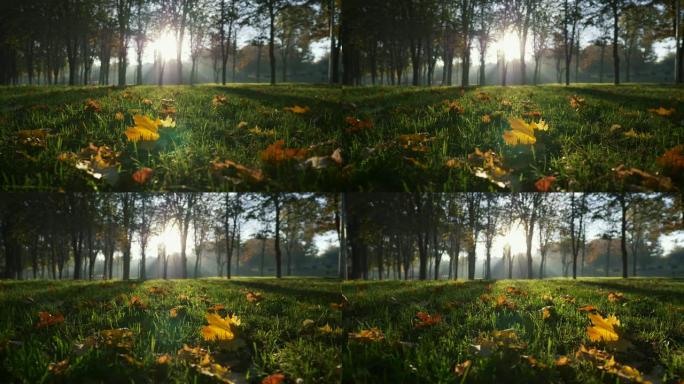 日出时的秋季公园。明亮的阳光穿过公园的树木。修剪过的草和一些黄色的叶子。UHD