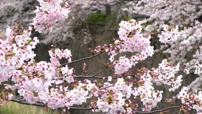 日本东京美丽的樱花或樱花春天的目黑河