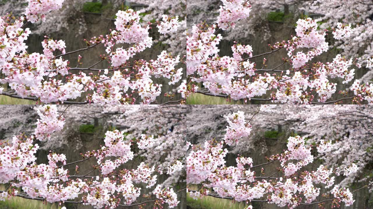 日本东京美丽的樱花或樱花春天的目黑河