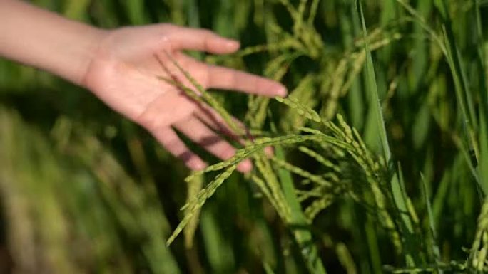 两张妇女用手触摸稻田里的稻谷或小麦的照片