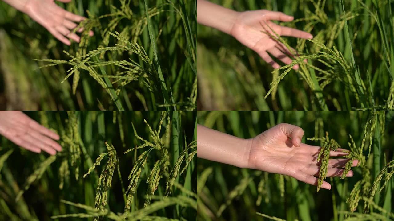 两张妇女用手触摸稻田里的稻谷或小麦的照片