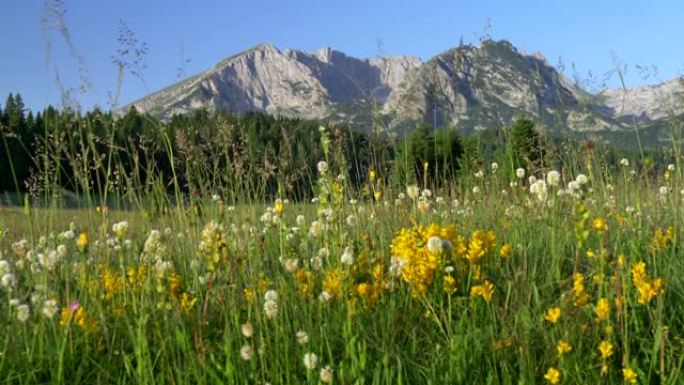 黑山杜米多国家公园。草地上黄色和白色的野花和茂密的绿草。在背景中可以看到Durmitor山脉。松树林