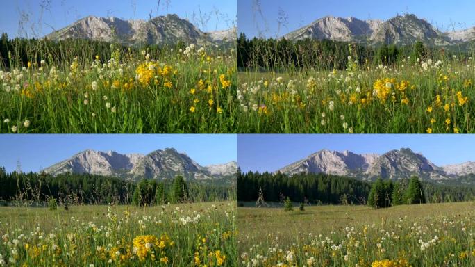 黑山杜米多国家公园。草地上黄色和白色的野花和茂密的绿草。在背景中可以看到Durmitor山脉。松树林