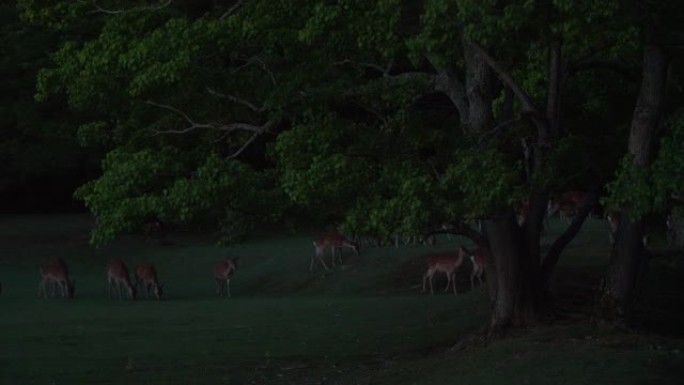晚上在户外草原上放牧的斑点鹿群，4k