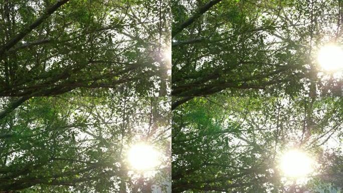 森林中的树木的4k镜头