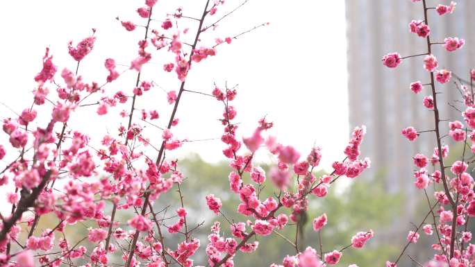 公园春季游人赏红梅