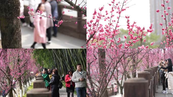 公园春季游人赏红梅