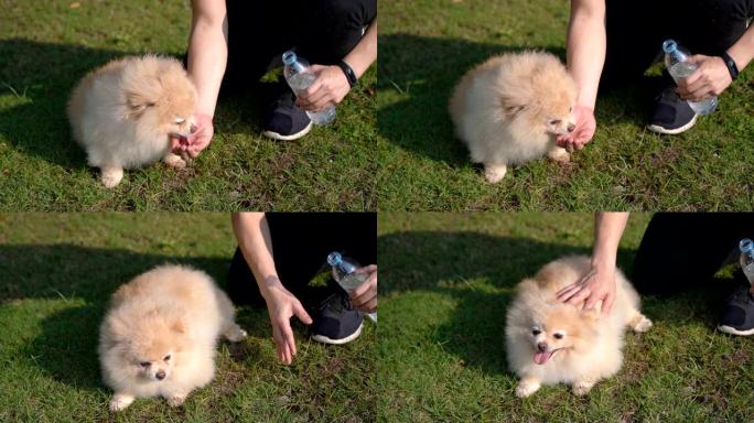 SLO-MO蓬松的博美犬从主人手中喝水