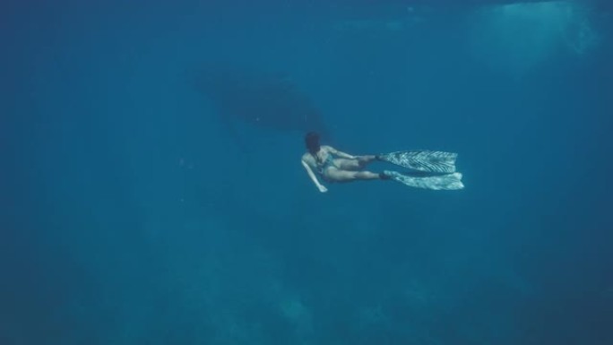 自由潜水者妇女在海底与座头鲸一起滑行