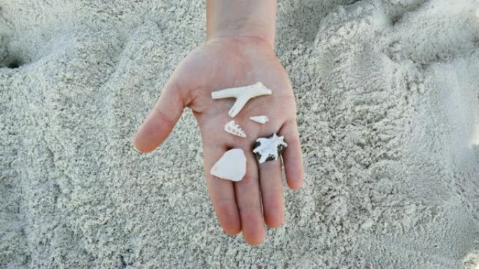 女性手持贝壳。海滩假日