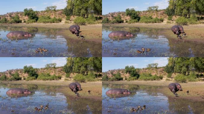 津巴布韦河流边缘浅水中的河马和长翅鹅的特写鸟瞰图