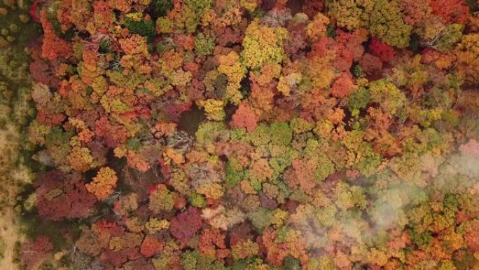 日本秋季森林变色的空中拍摄