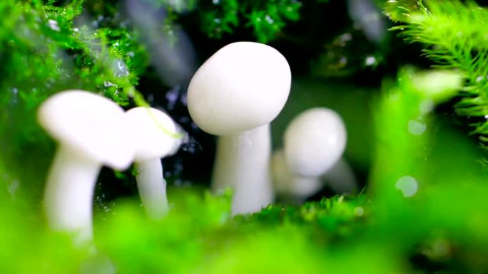 雨中的蘑菇雨水打在蘑菇上有机蔬菜食物