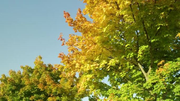 特写暖暖的秋日阳光照亮五彩斑斓的大道和绚丽的树木