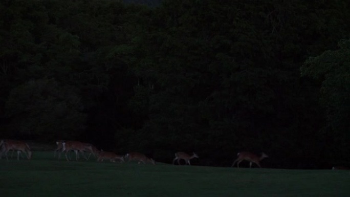 晚上在户外草原上放牧的斑点鹿群，4k
