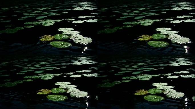 黑暗湖上的睡莲夜晚晚上月光下荷塘水塘