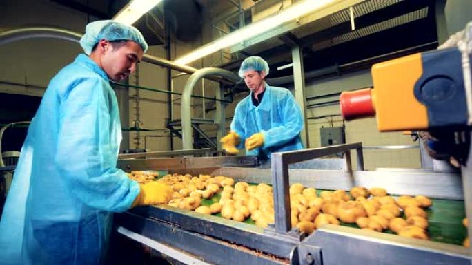 两名工厂工人在传送带上将土豆切成两半。