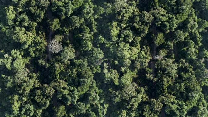 在津巴布韦Gonarezhou国家公园行驶的4x4野生动物园车辆的树顶树冠上直下鸟瞰图