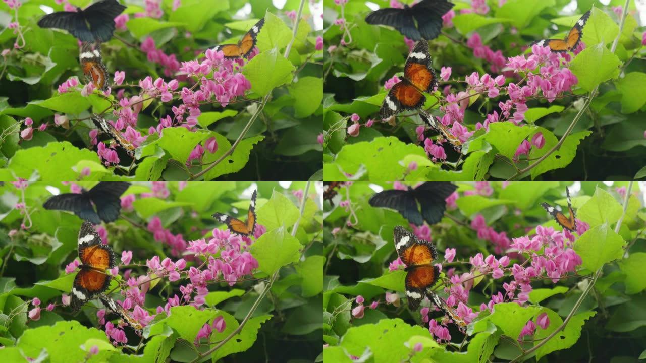 热带蝴蝶在每个树荫下都非常五颜六色，从花飞到花，从植物飞到植物。